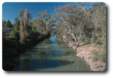 Gray green small river between gum trees