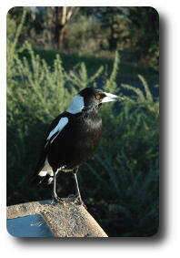 Black and white bird on stone, head turned to right