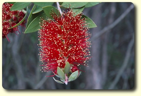 Gold-tipped Bottlebrush in bloom