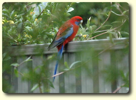 Crimson Rosella (platycercus elegans) sitting on fence