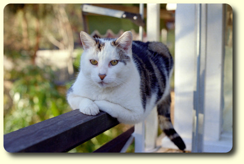 Tibby the cat in 1979