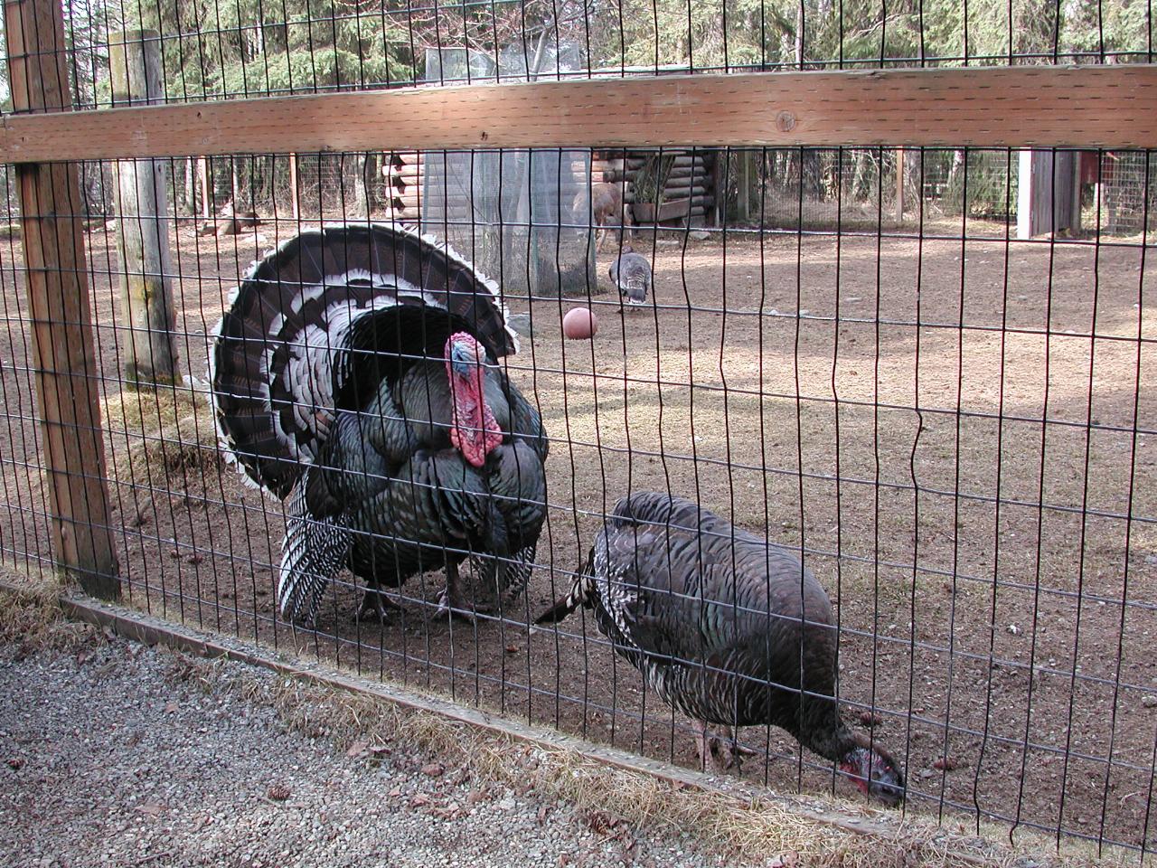 Turkeys at Anchorage Zoo