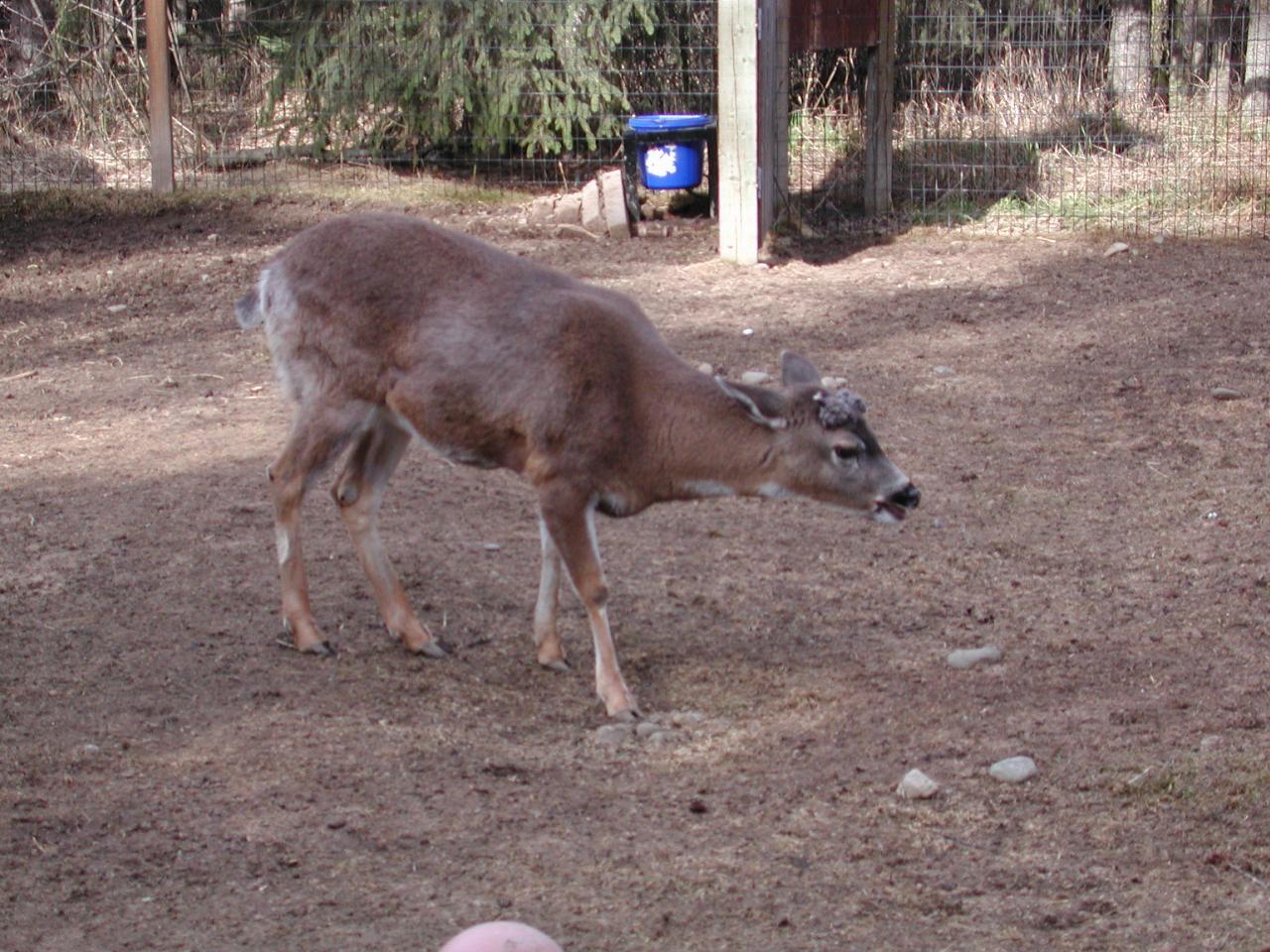 Deer at Anchorage Zoo