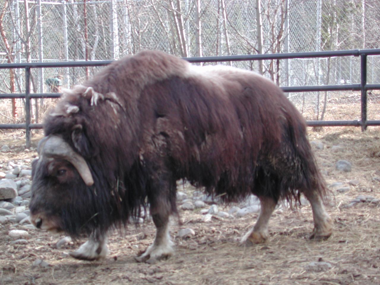 Musk Ox at Anchorage Zoo