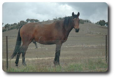 An aroused horse, side on view