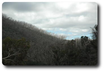 Bare trees on distant mountain