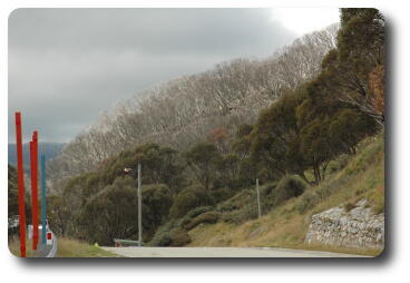 Bare tree trunks on hillside seen from end of road
