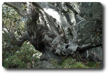 Twisted and gnarled tree trunks