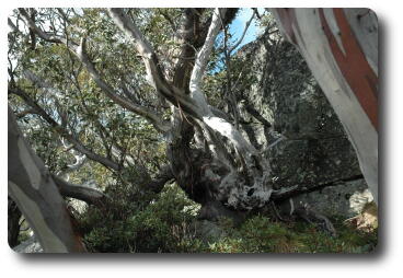 Twisted and gnarled tree trunks, white trunks with brown streaks