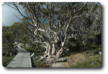 Boardwalk passing gnarled snowgum
