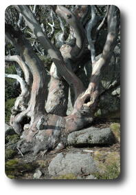 Closeup of gnarled snowgum's lower trunk