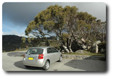 Corolla parked in front of tree which is 5 times height of car