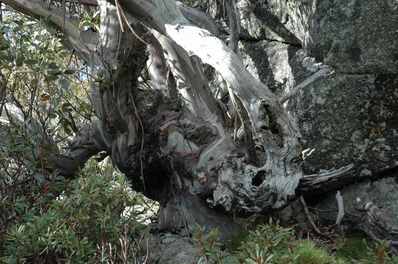 Twisted and gnarled tree trunks