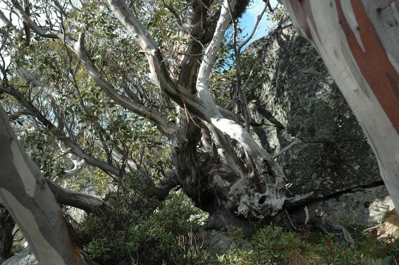 Twisted and gnarled tree trunks, white trunks with brown streaks