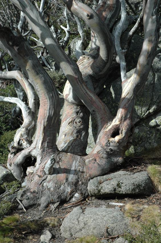 Closeup of gnarled snowgum's lower trunk