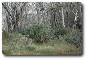 Snowgum regrowth after bushfires