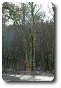 Common eucalypt regrowth after fire