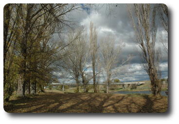 Riverside park, poplars with some autumn leaves, bridge in distance