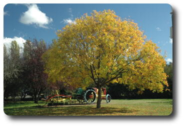 Vivid yellow tree, autumn foliage, in park