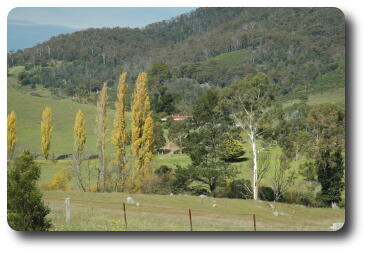 Rural scene, mountain, poplars, homestead