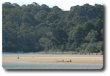 Lagoon and sandbar with pelicans near Tathra