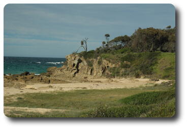 Rocky headland, bent over trees