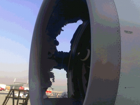 Bird strike on plane