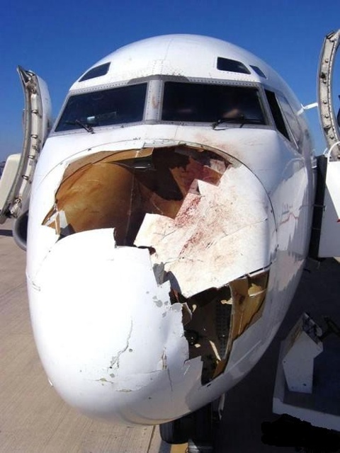 Bird strike on plane