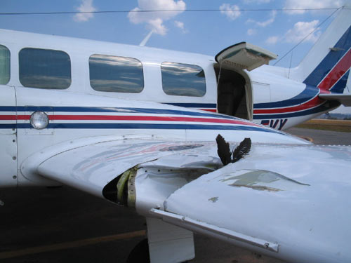 Bird strike on plane