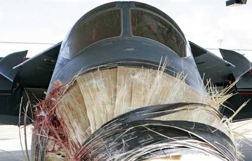 Bird strike on plane