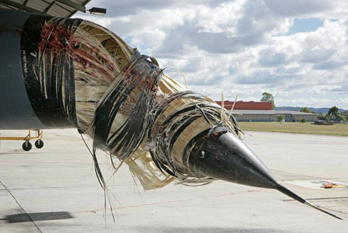 Bird strike on plane