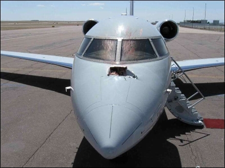 Bird strike on plane
