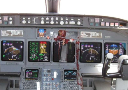 Bird strike on plane