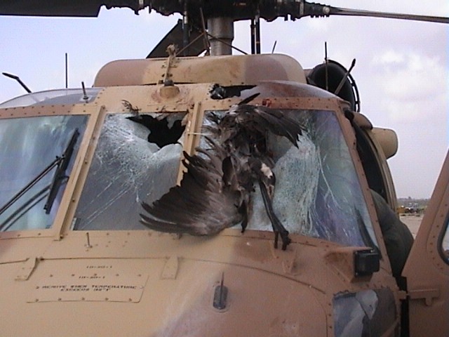 Bird strike on plane