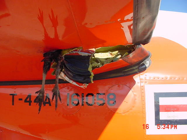 Bird strike on plane