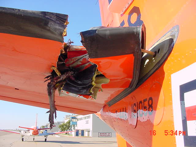 Bird strike on plane