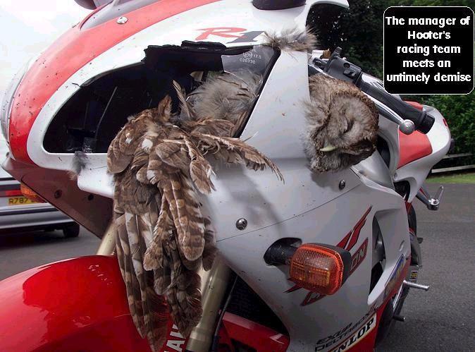 Bird strike on plane