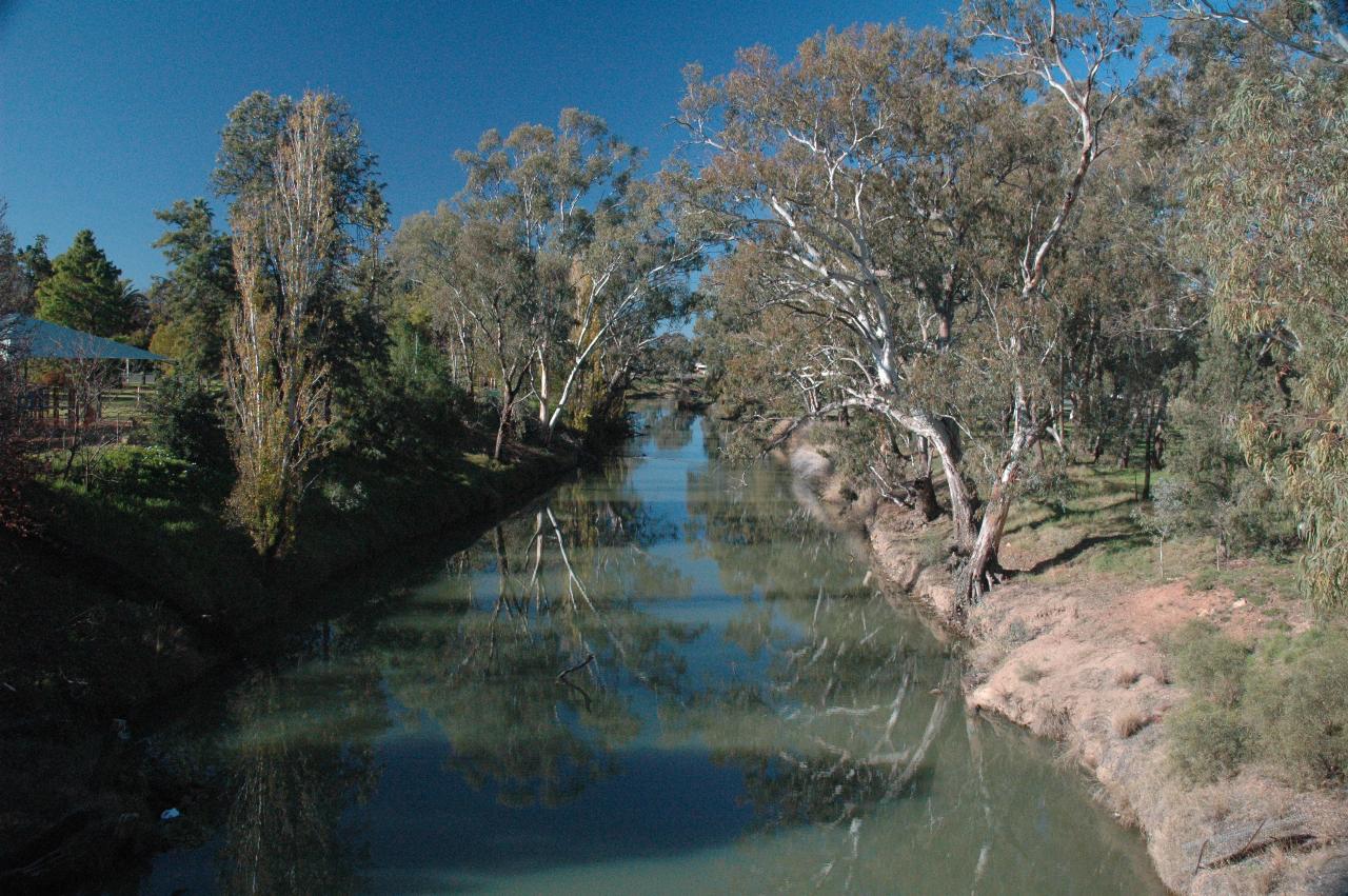 Gray green small river between gum trees