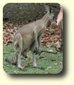 kangaroo