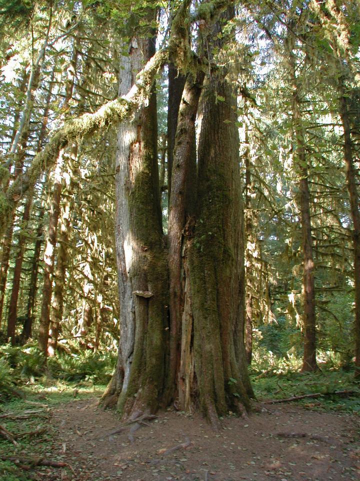 Hoh Rain Forest
