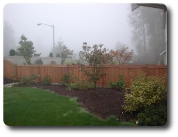 Red coloured trees showing in foggy scene