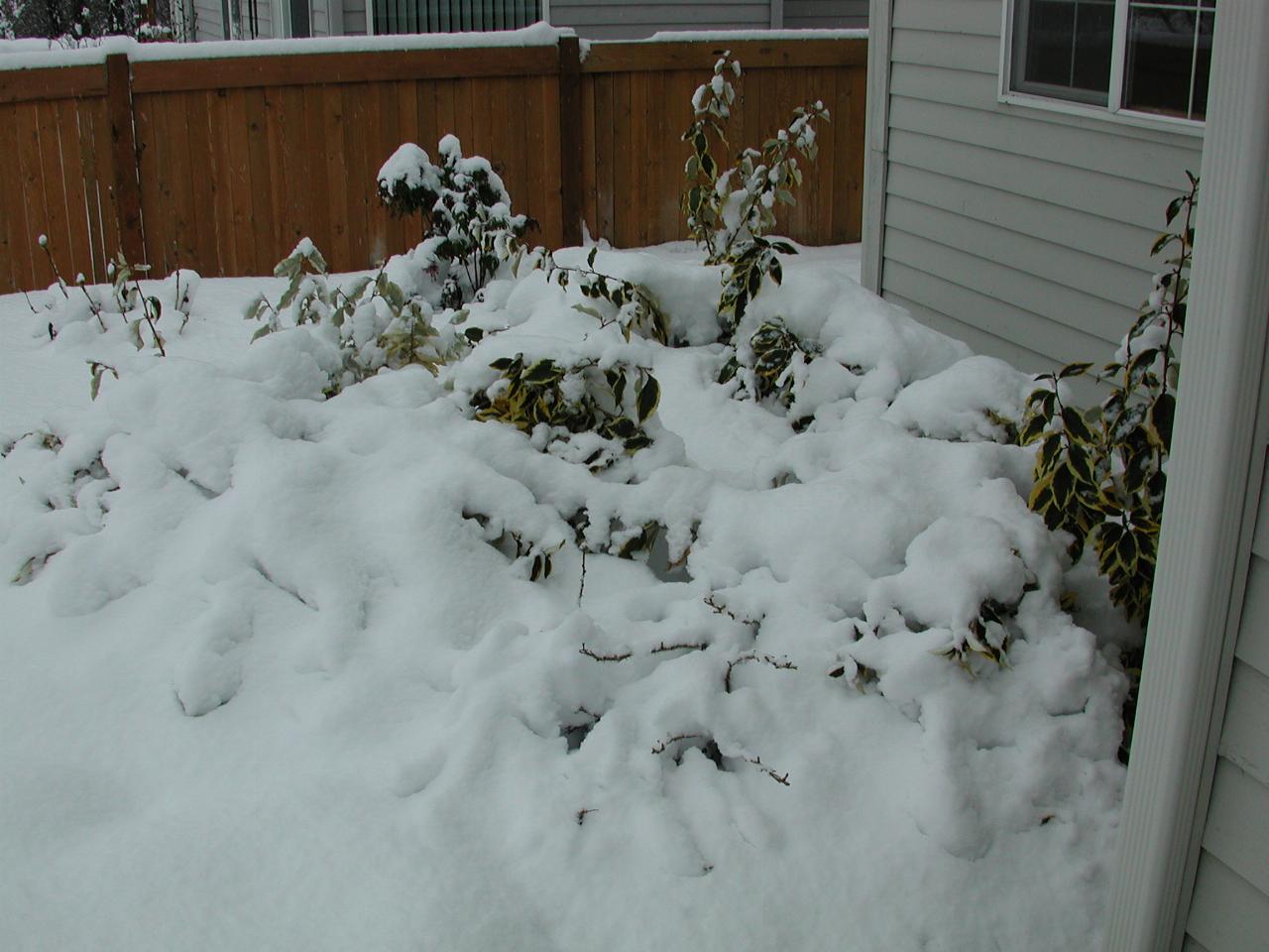 Eleagnus, covered and bent under the snow