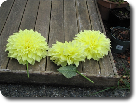 Judy's yellow dahlia flowers ready for a vase.