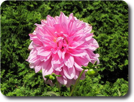 A pink dahlia bloom, still on the plant