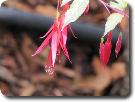 Close up of a fuschia bloom