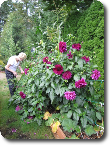Judy tending her dahlias