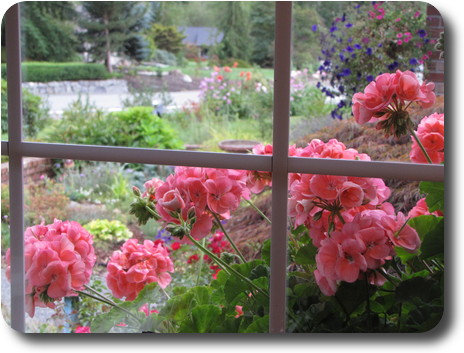 Close up view of kitchen window planter geraniums