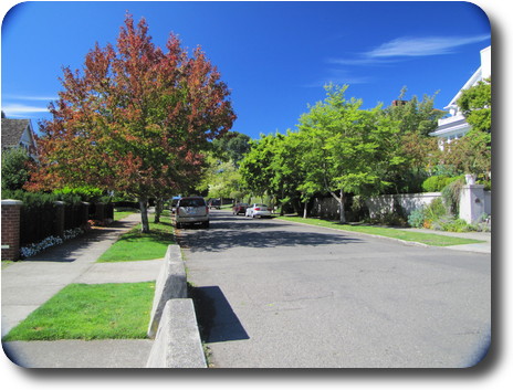 Tree lined street