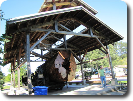 Very large log with man walking past it for size comparison
