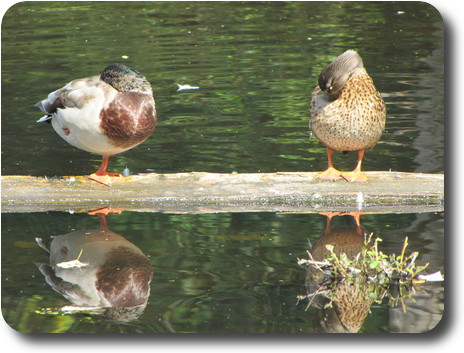 Two ducks preening on a floating log